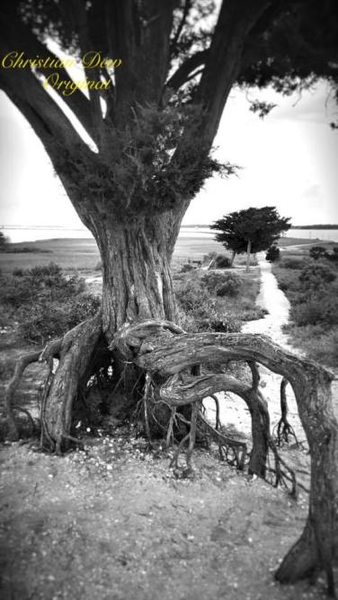 17361291_10212864033225686_1464182510_n