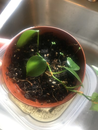 42900091_356295595109264_3063722802143035392_n